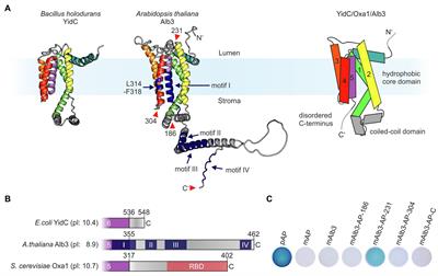 Chloroplast Ribosomes Interact With the Insertase Alb3 in the Thylakoid Membrane